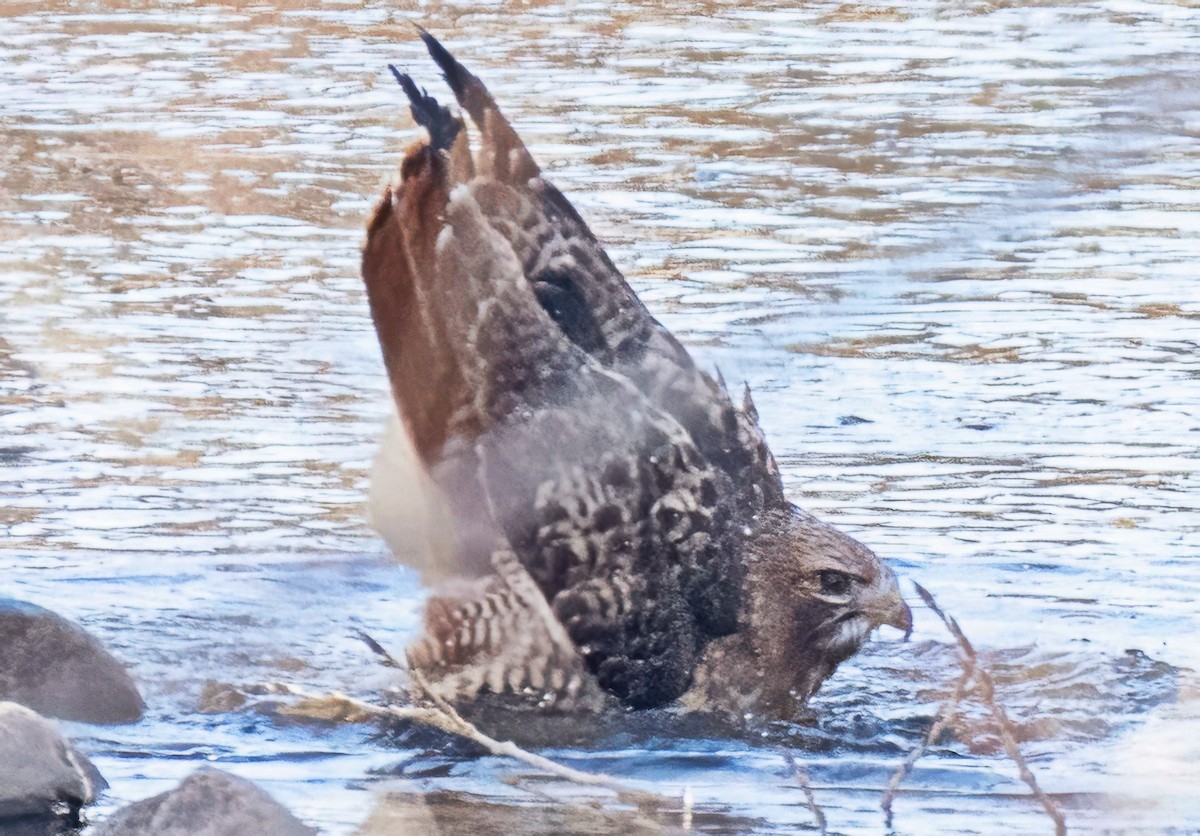 Red-tailed Hawk - ML646708024