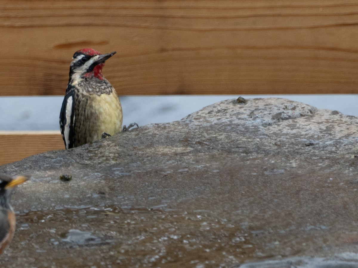 נקר צהוב-בטן - ML646708026