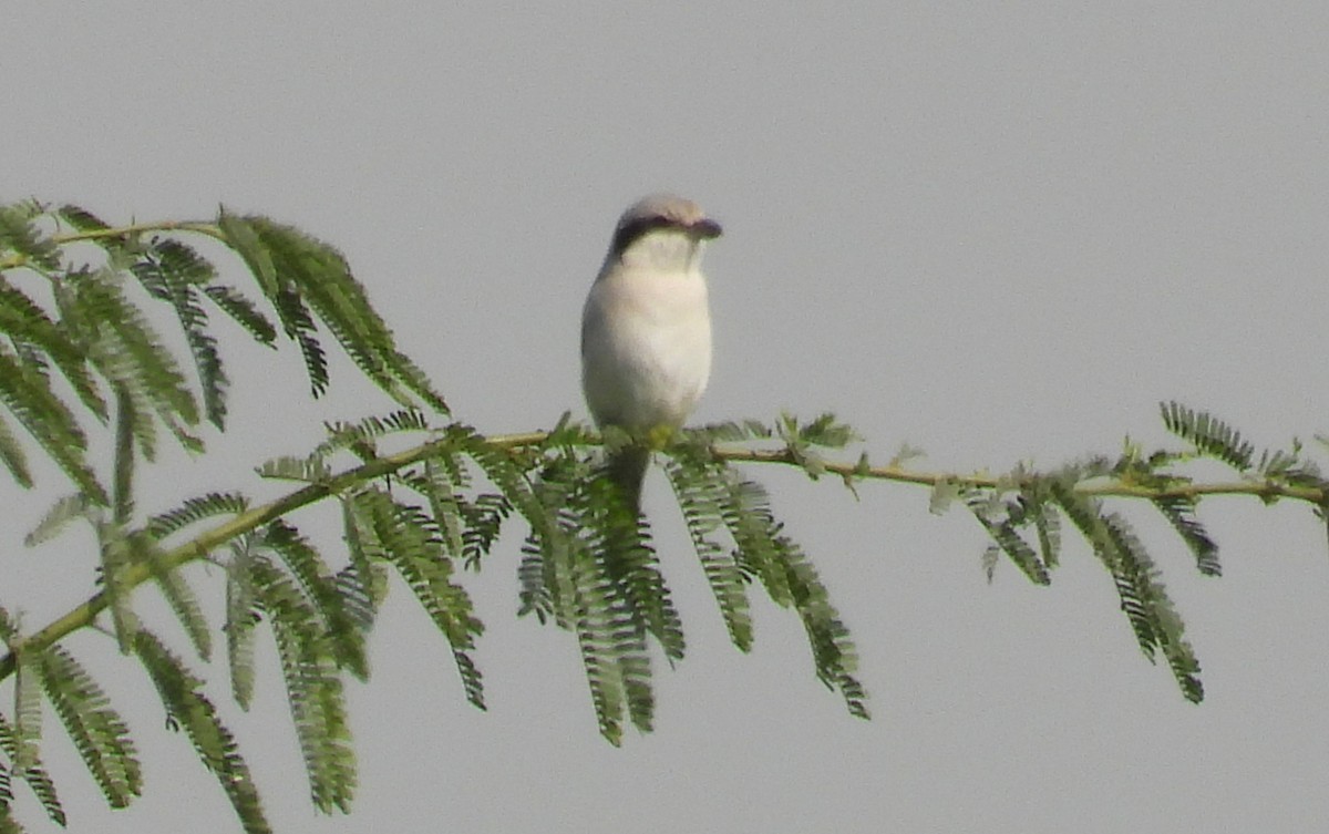 西方灰伯勞(Steppe) - ML646708027