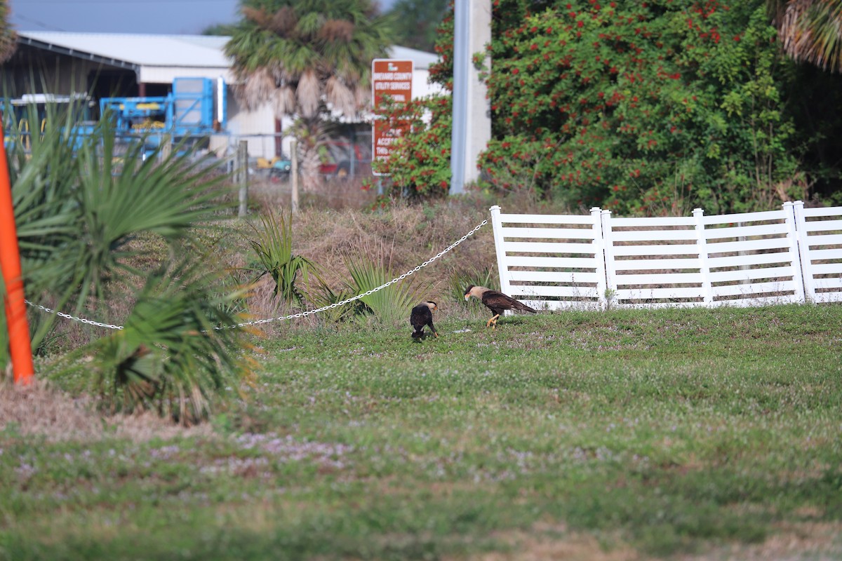 Caracara huppé - ML646708028