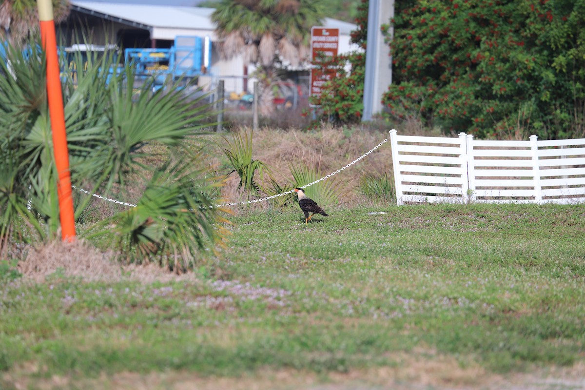 Caracara huppé - ML646708029