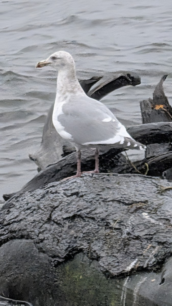Glaucous-winged Gull - ML646708030
