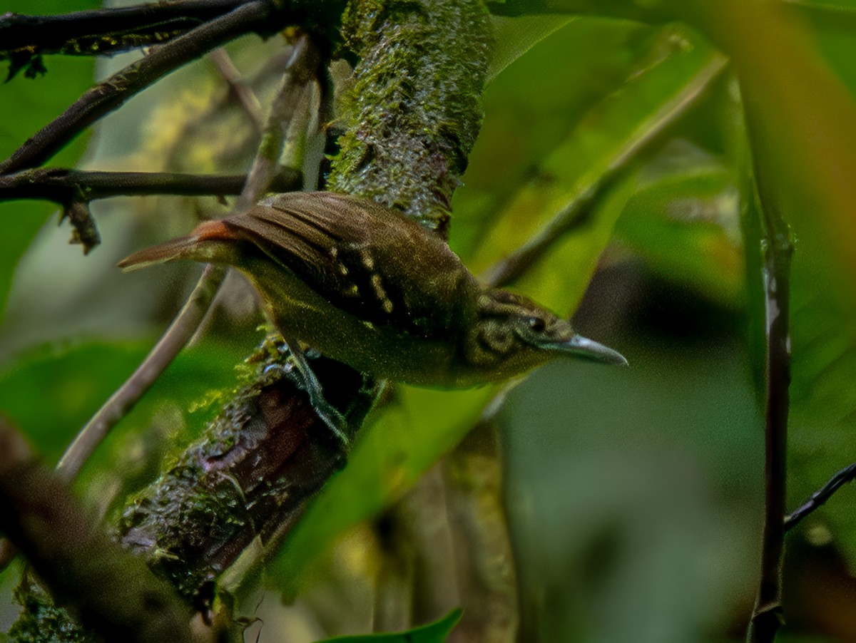 Checker-throated Stipplethroat - ML646708039