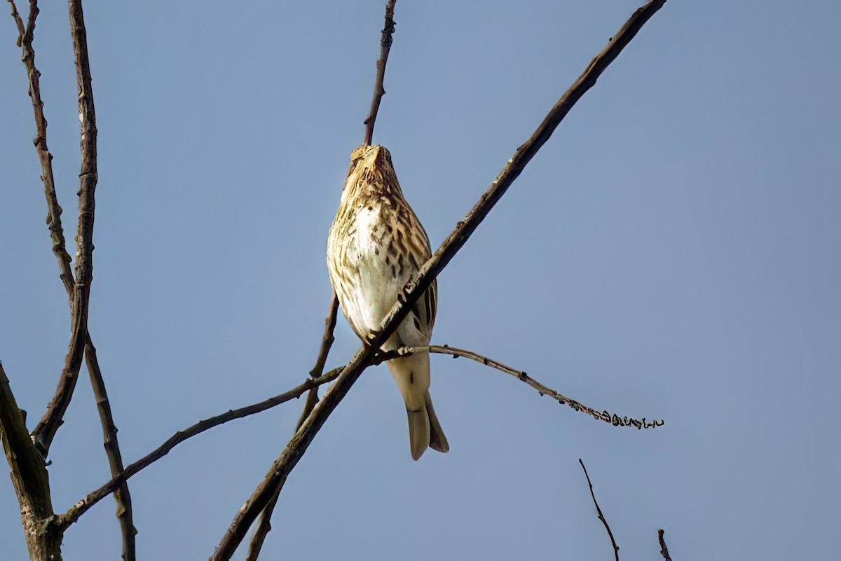 Camachuelo Purpúreo (purpureus) - ML646708042