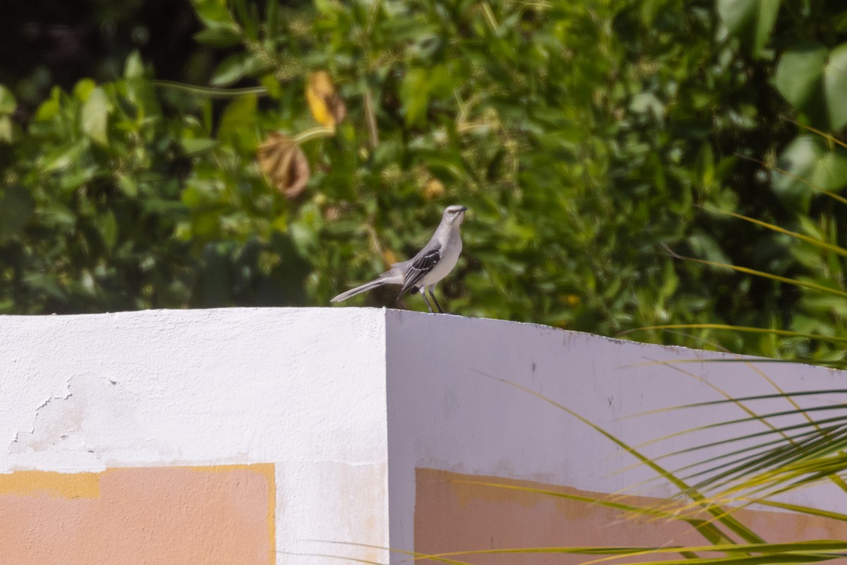 Tropikal Taklitçi (gracilis/leucophaeus) - ML646708043