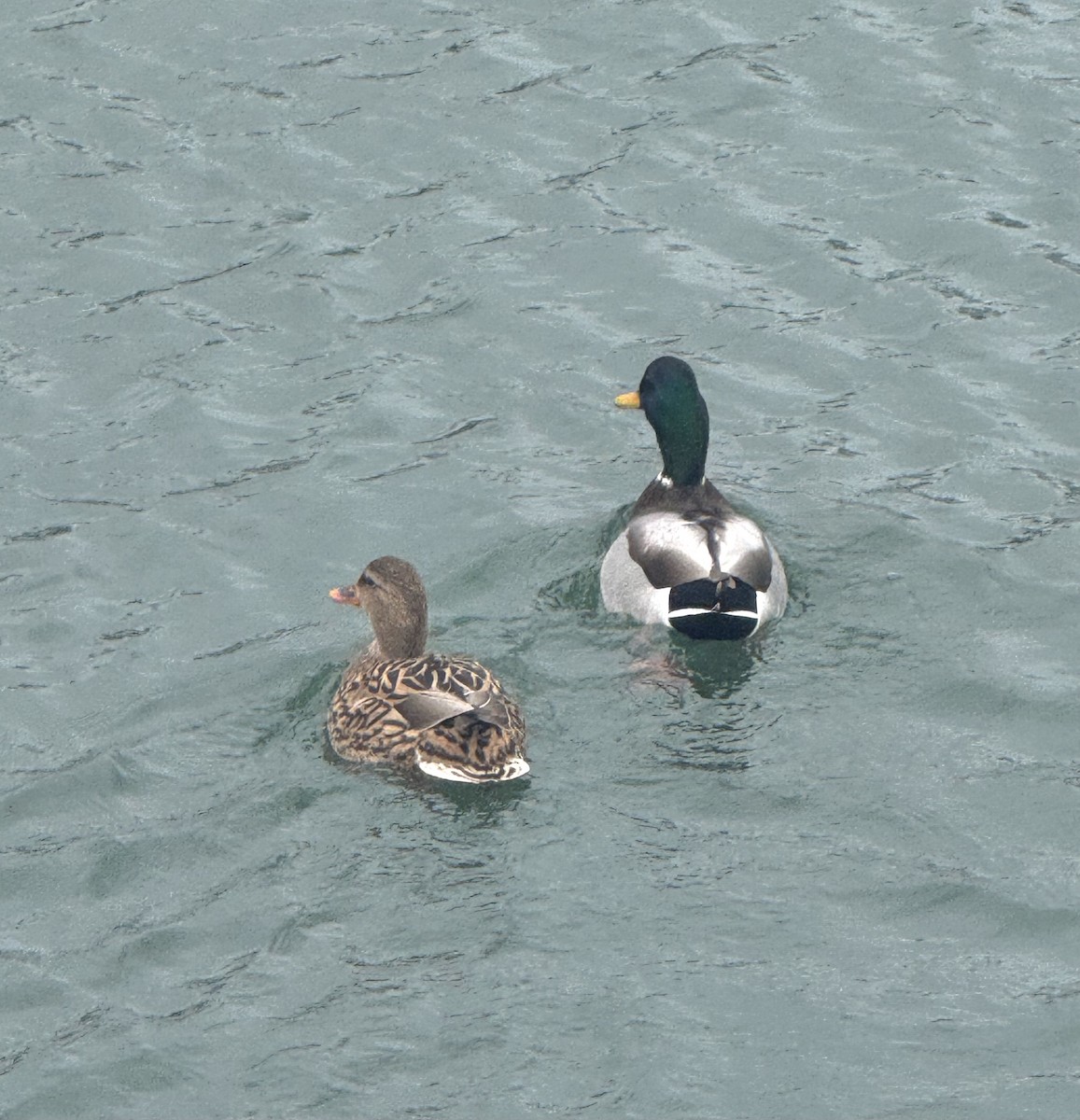 Germano reale - ML646708044