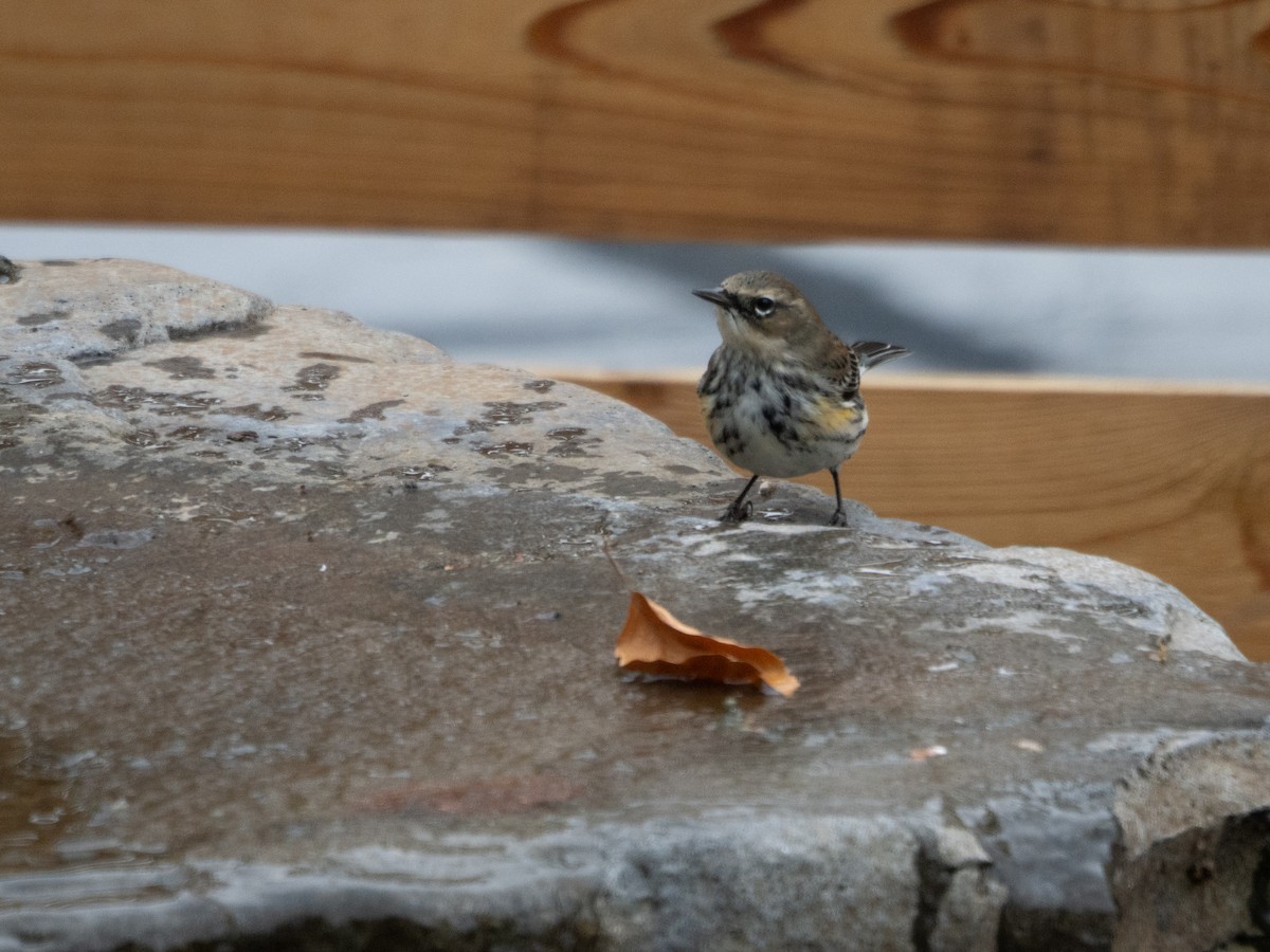 סבכון הכתר - ML646708046