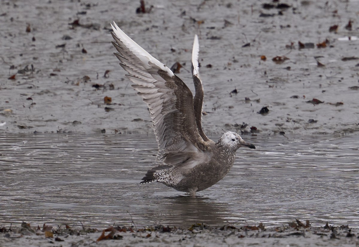 American Herring Gull - ML646708047