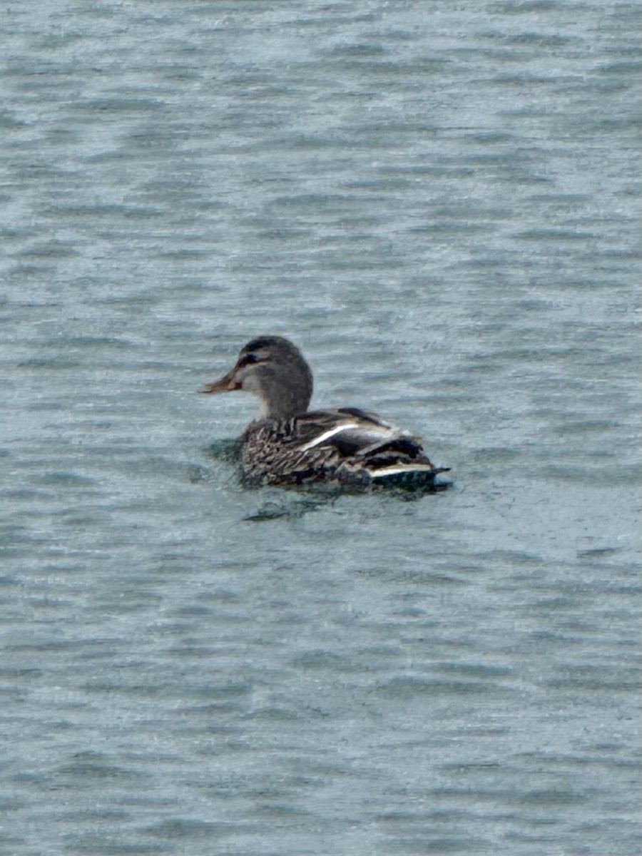 Germano reale - ML646708048