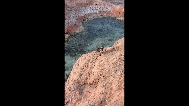 Ruddy Turnstone - ML646708052