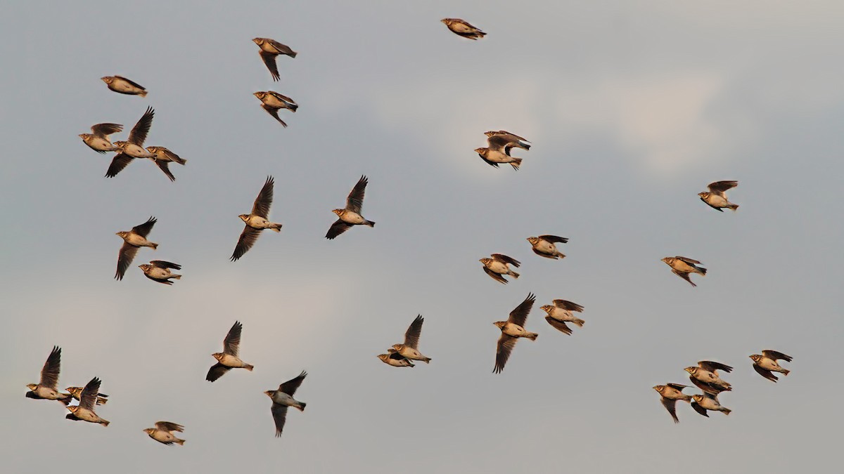 Alouette calandre - ML646708055