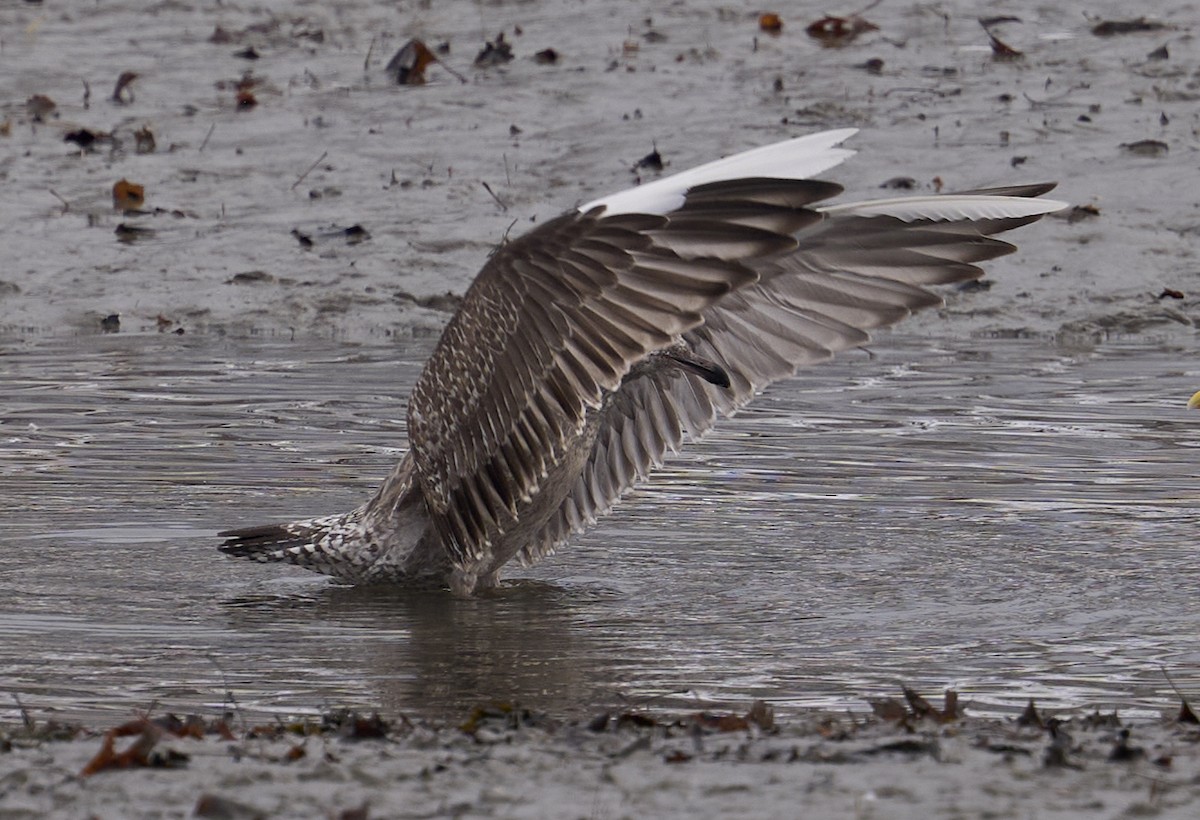 American Herring Gull - ML646708056