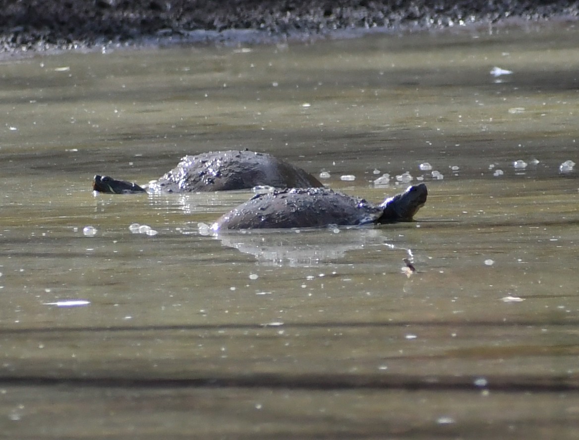 Common Snapping Turtle - ML646708057