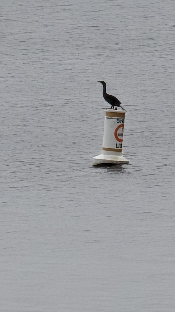 Double-crested Cormorant - ML646708058