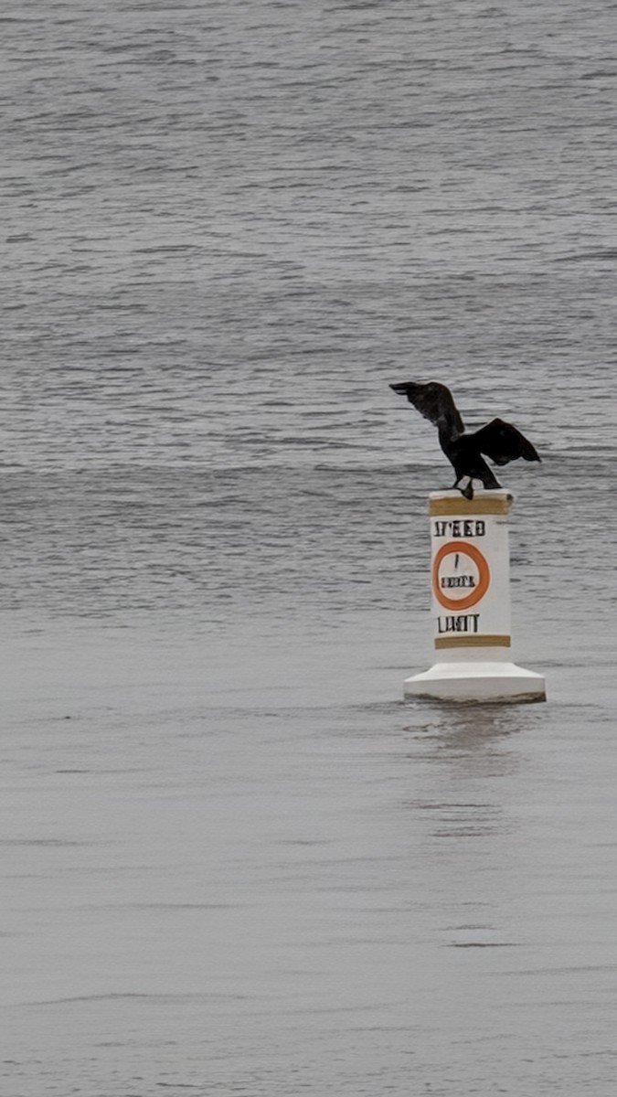 Double-crested Cormorant - ML646708059