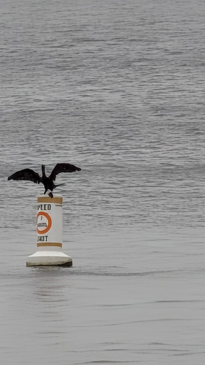 Double-crested Cormorant - ML646708060