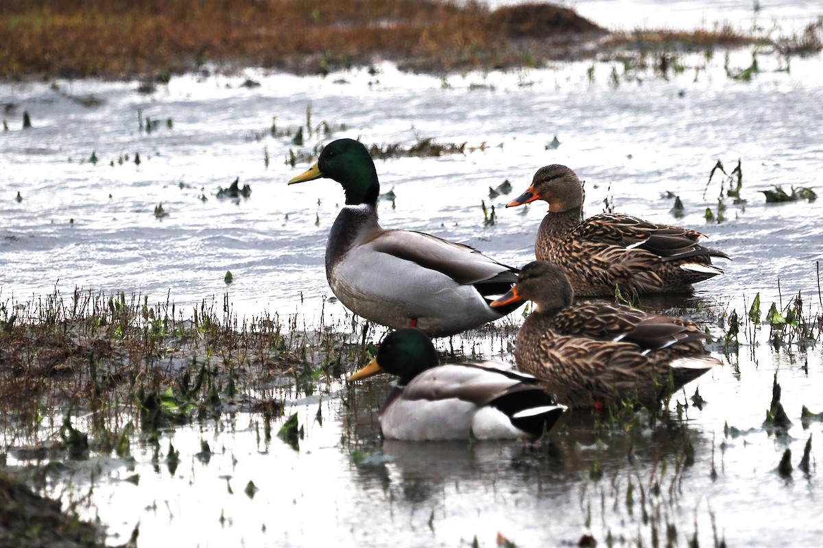 Stockente - ML646708063