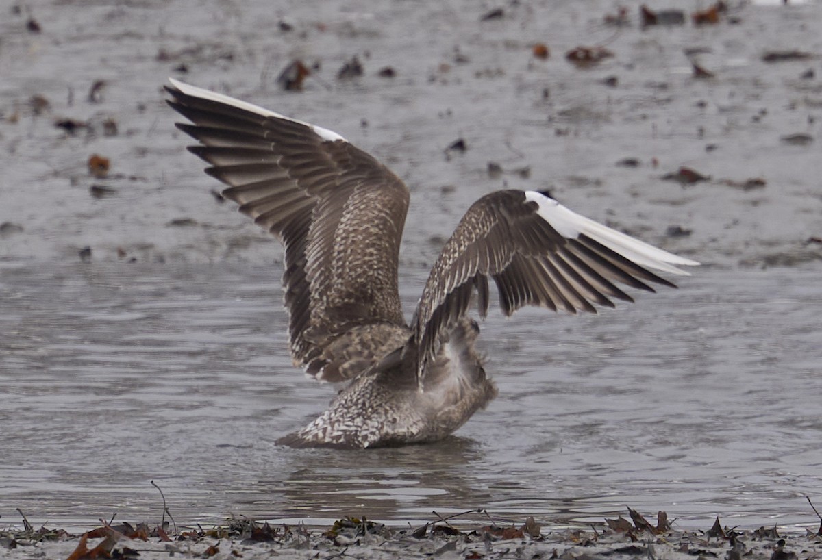 American Herring Gull - ML646708064