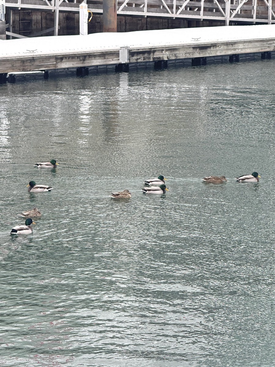 Germano reale - ML646708065