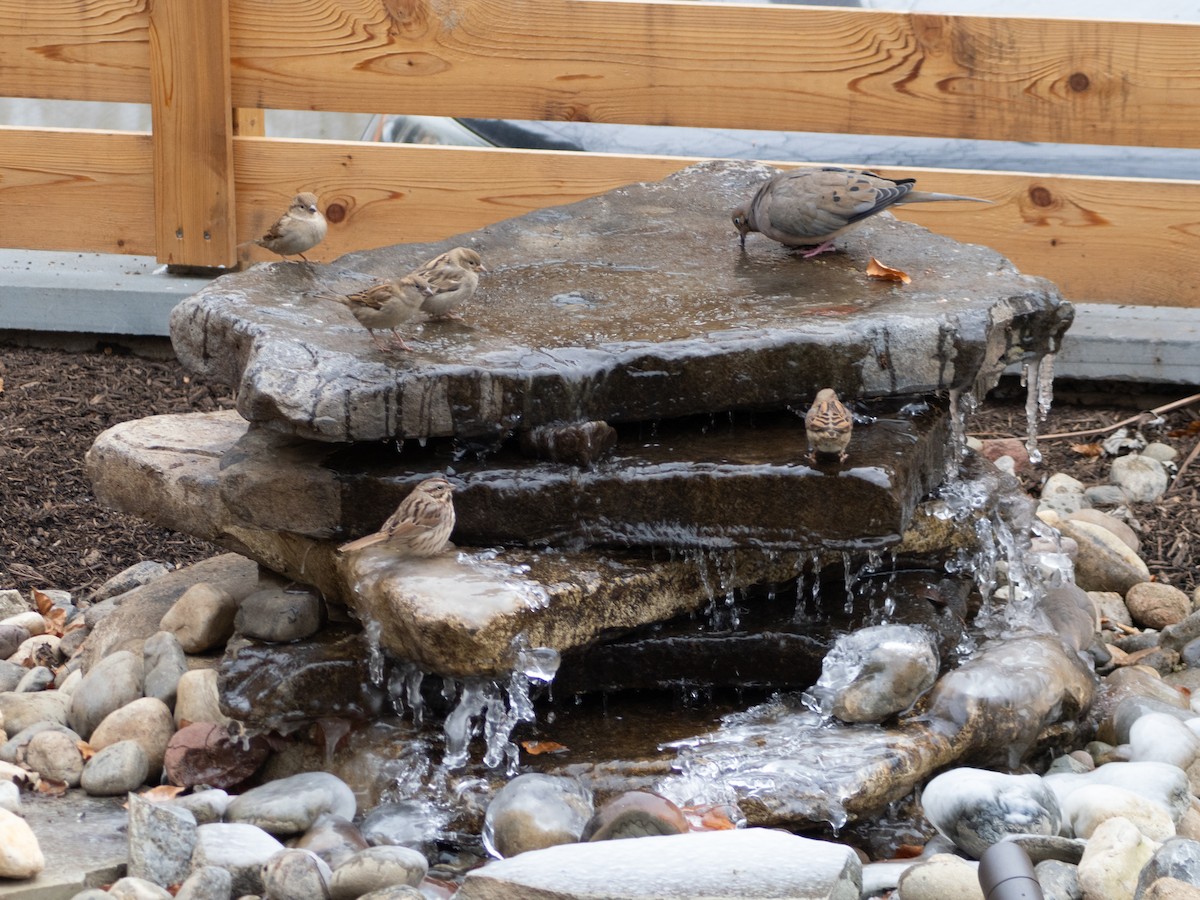 גיבתונית רוננת - ML646708072