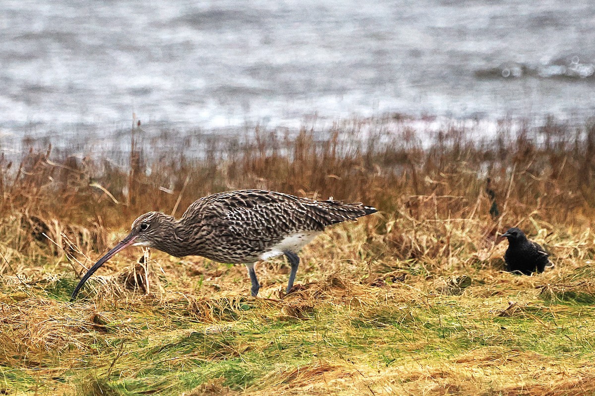 Brachvogel - ML646708081