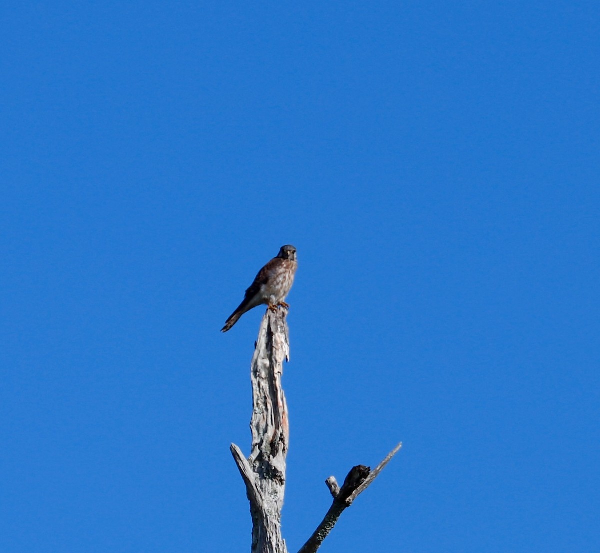 Crécerelle d'Amérique - ML646708082