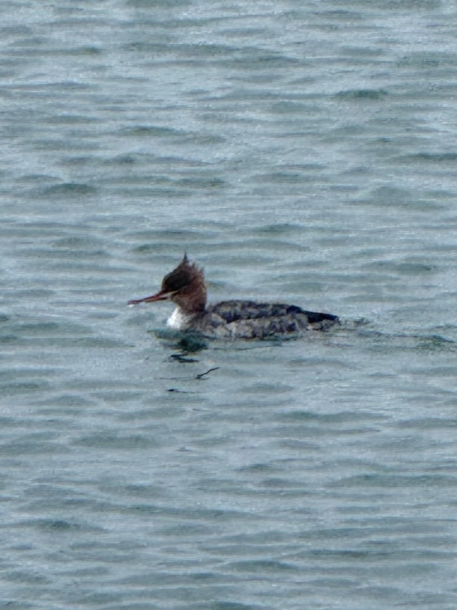 Serreta Mediana - ML646708087