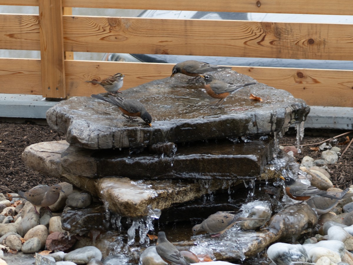 גיבתונית לבנת-גרון - ML646708091