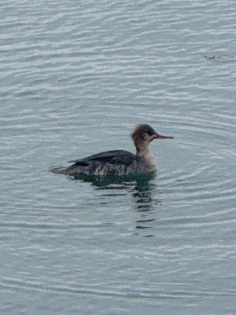 Serreta Mediana - ML646708093