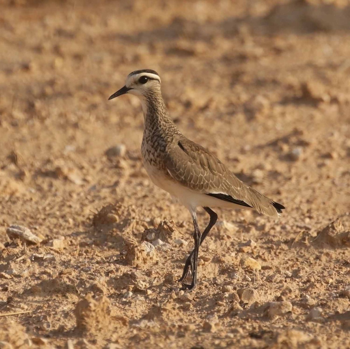 マミジロゲリ - ML646708096