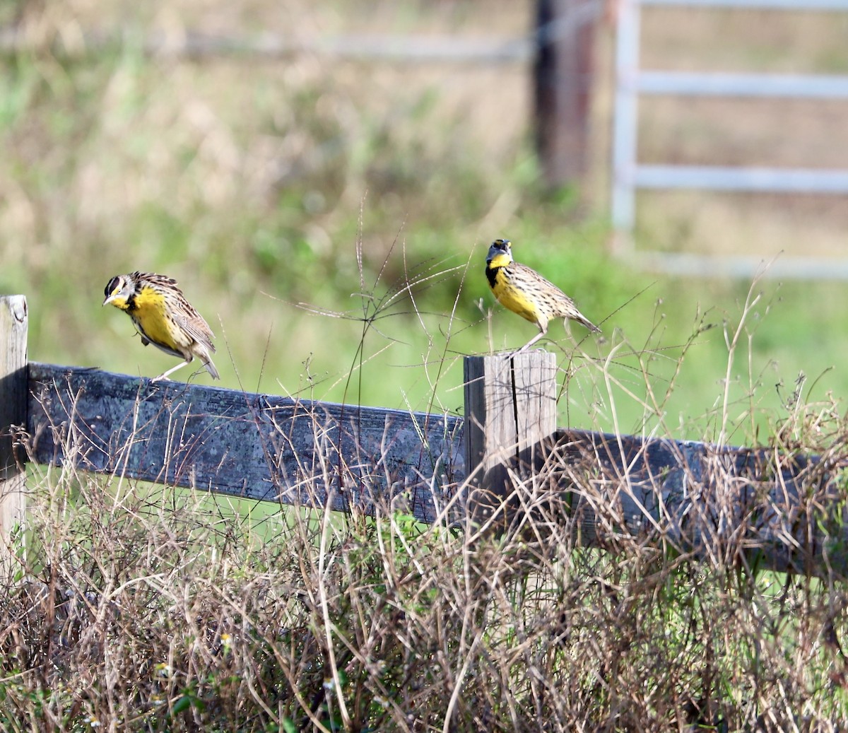 Sturnelle des prés - ML646708097