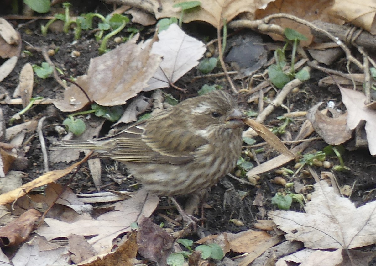 Roselin pourpré - ML646708098