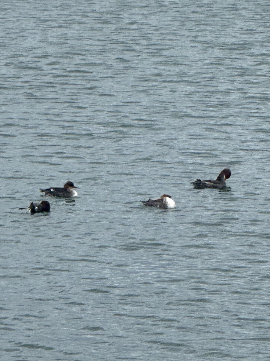 Serreta Mediana - ML646708099