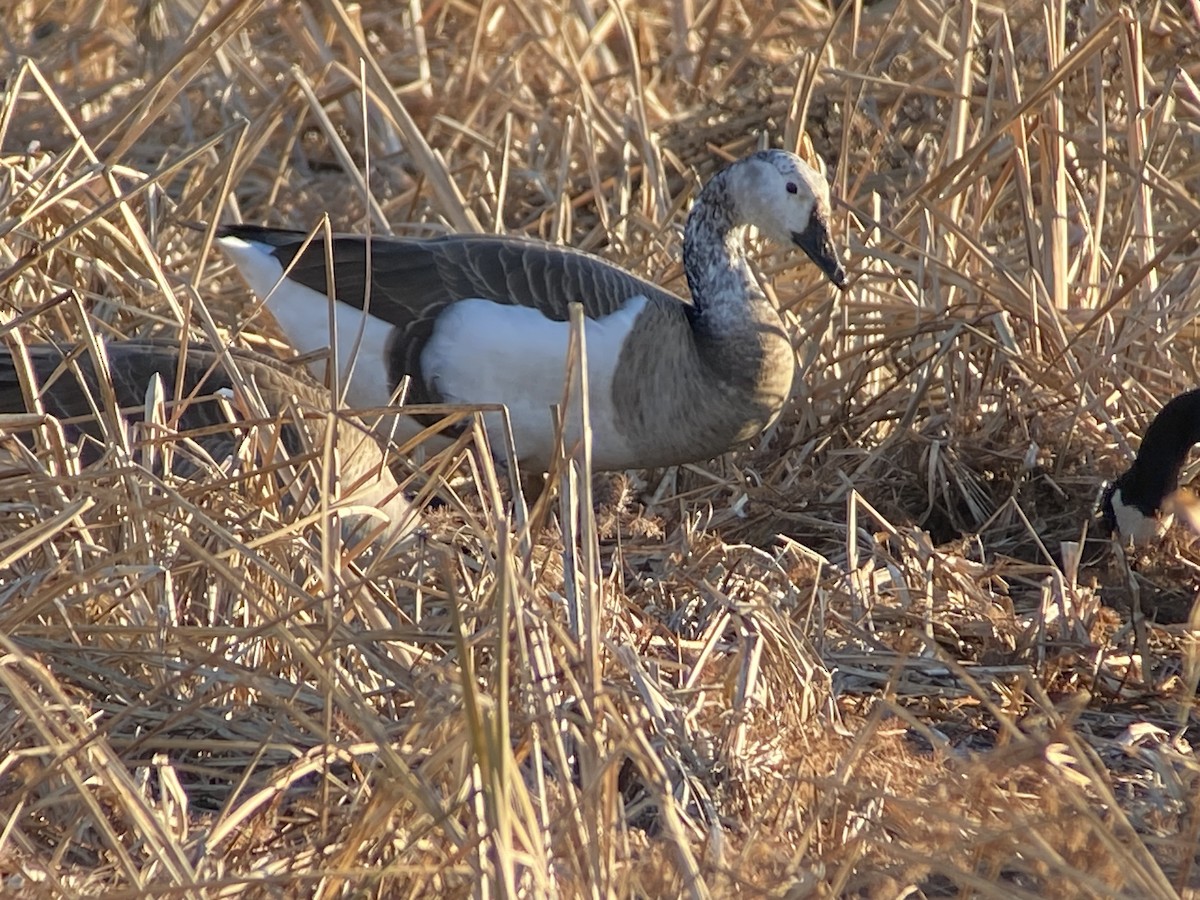 Гуска sp. (свійська) х казарка канадська - ML646708100