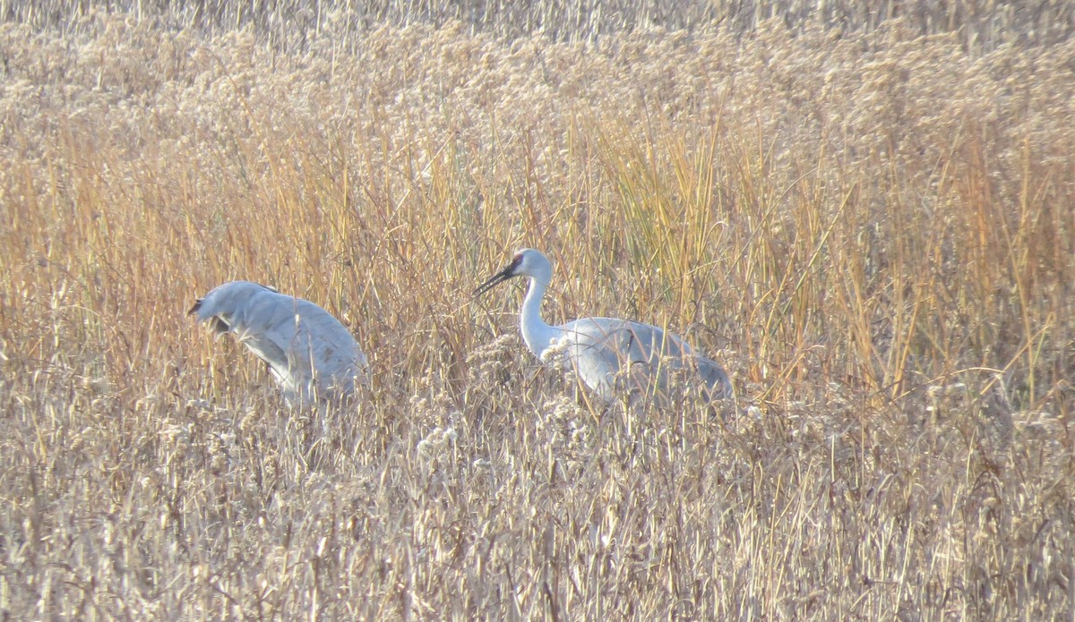 カナダヅル - ML646708105