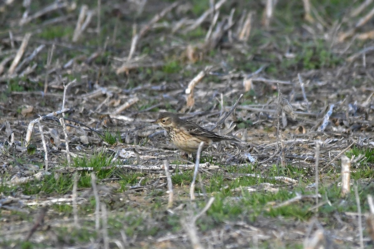 Amerika İncirkuşu - ML646708107