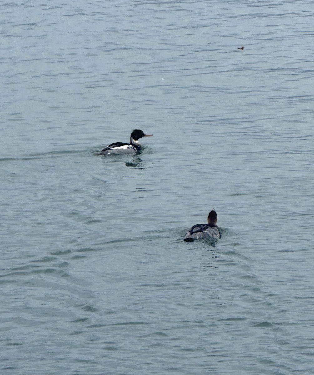 Serreta Mediana - ML646708108