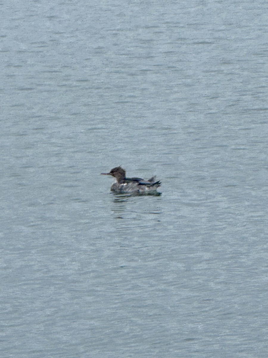 Serreta Mediana - ML646708109