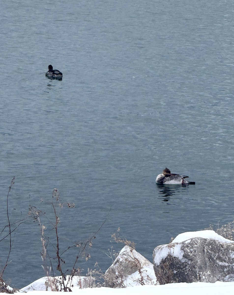 Serreta Mediana - ML646708110