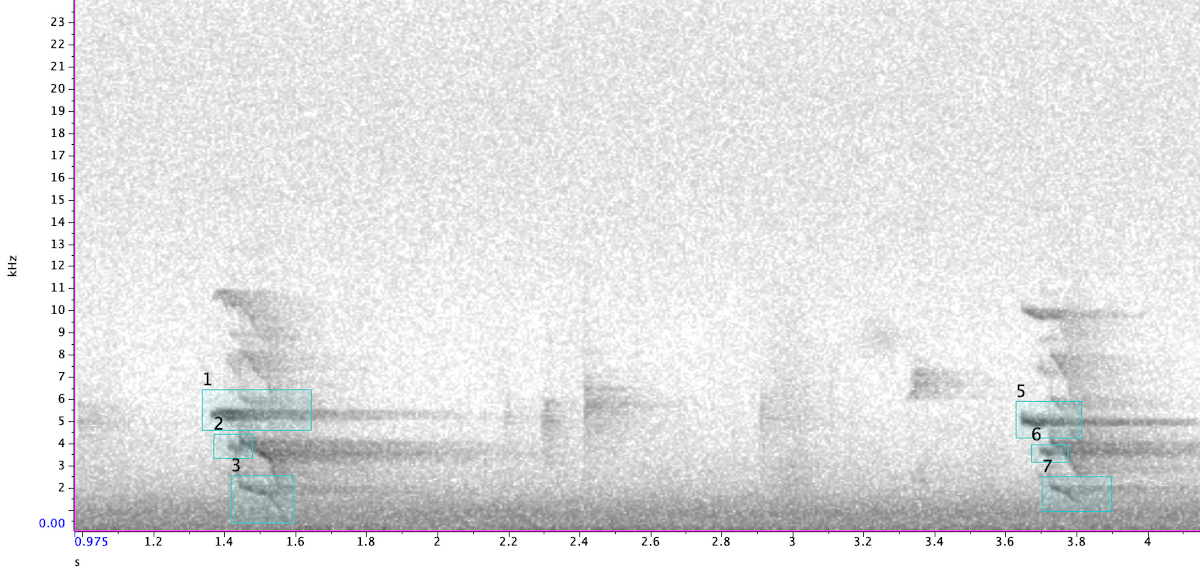 Northern Flicker - ML646708114