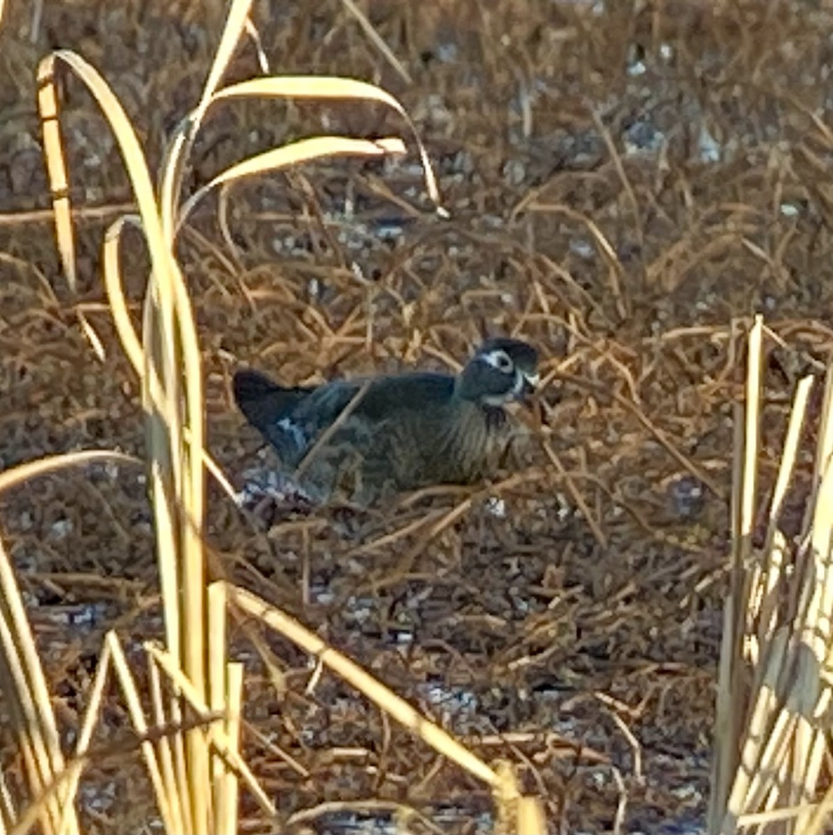 Canard branchu - ML646708115