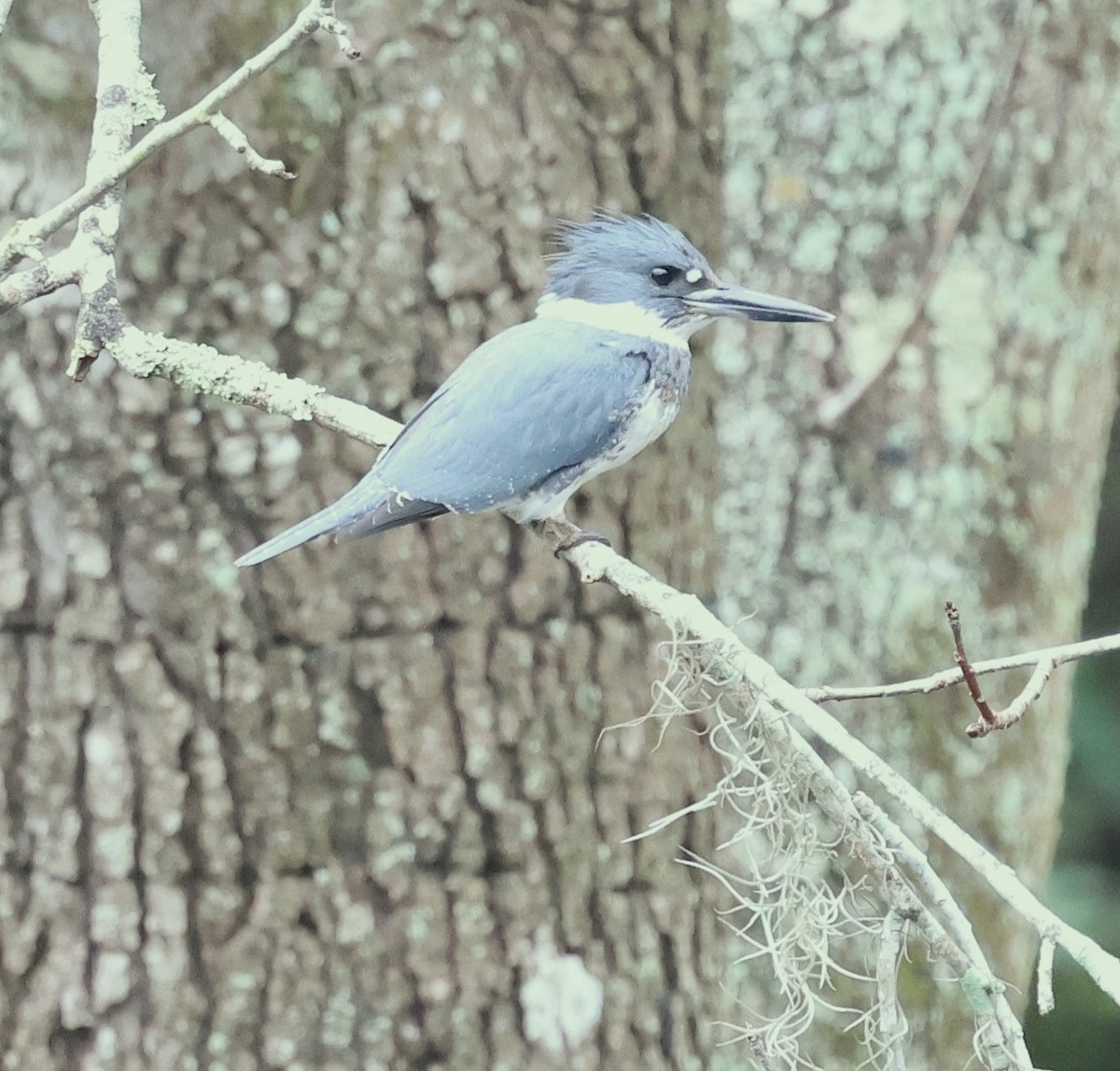 Belted Kingfisher - ML646708120