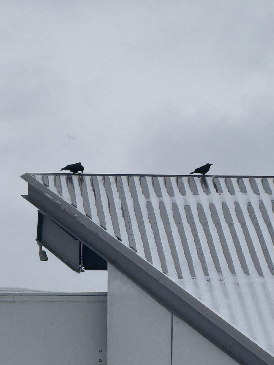 American Crow - ML646708122