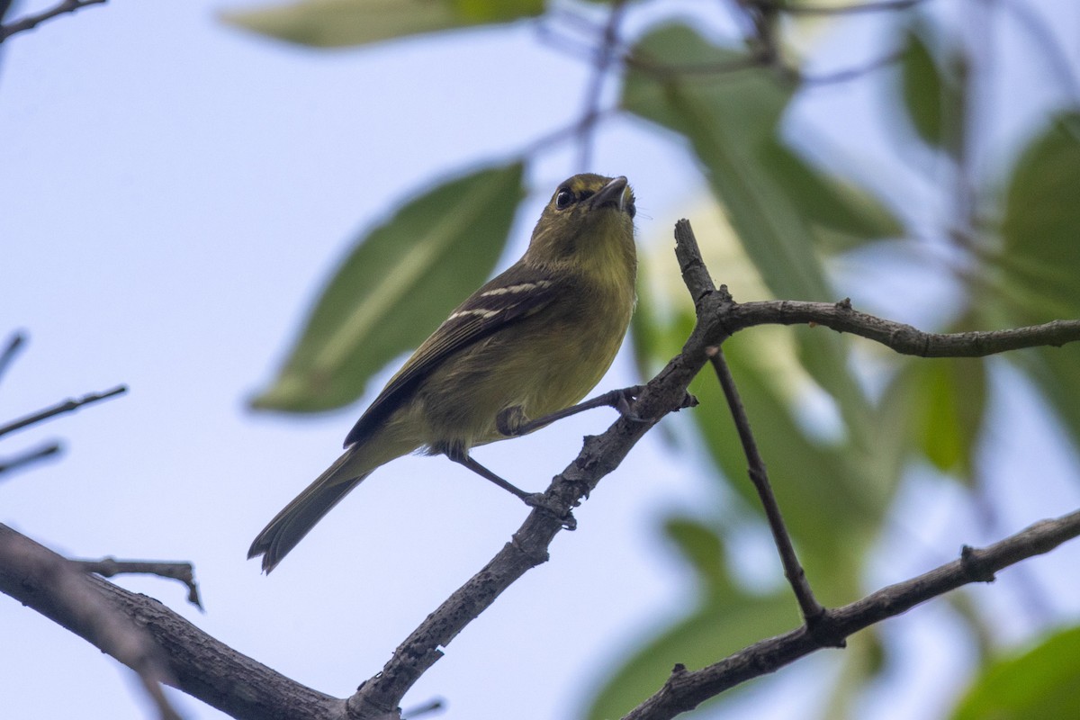 Mangrove Vireo (Northern Central America) - ML646708123