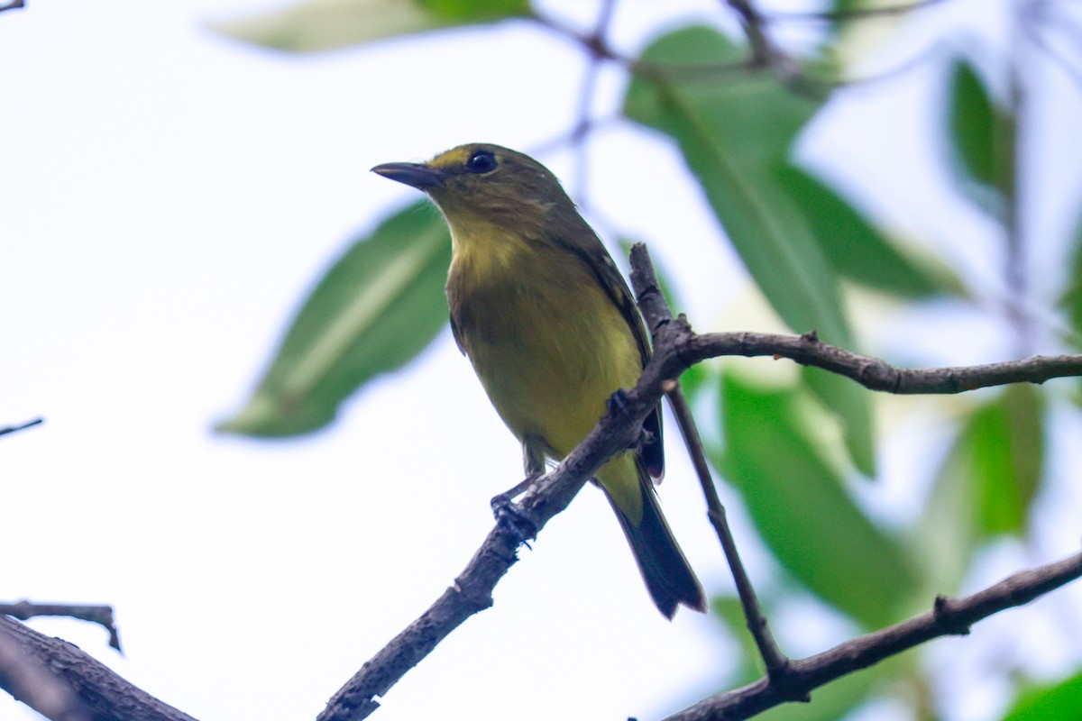 Mangrove Vireo (Northern Central America) - ML646708126
