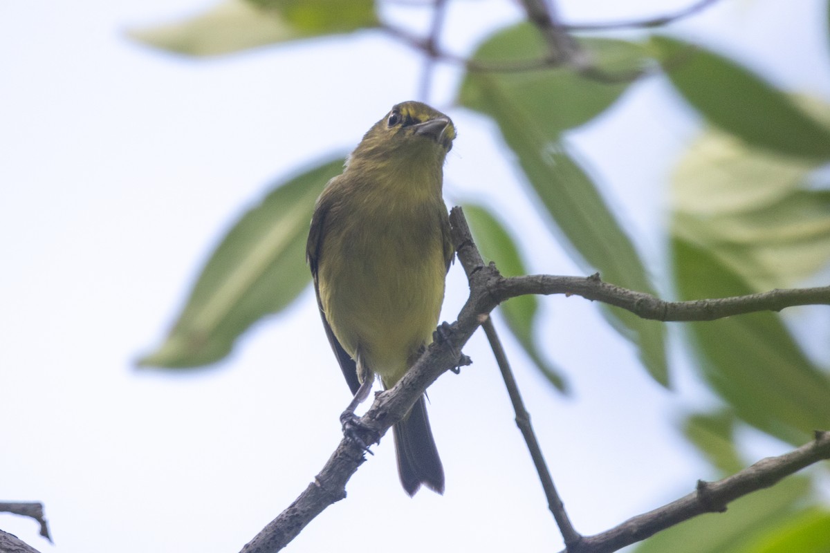 Mangrove Vireo (Northern Central America) - ML646708127