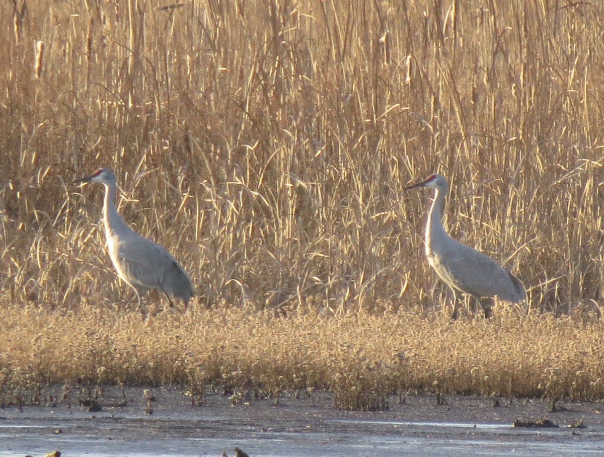 カナダヅル - ML646708130