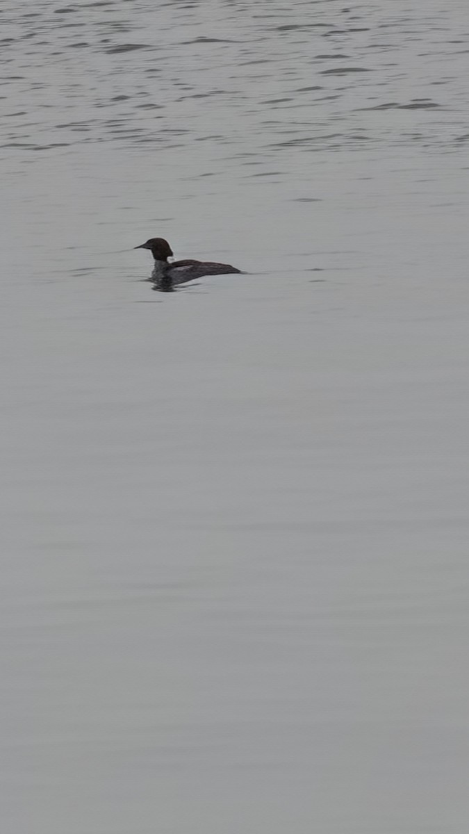 Common Merganser - ML646708139