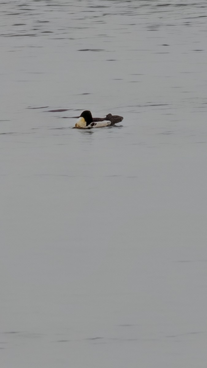 Common Merganser - ML646708140