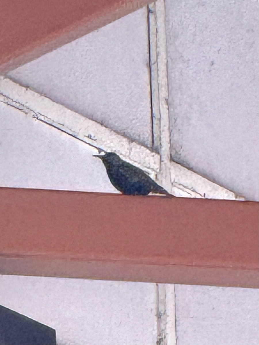 Storno - ML646708142